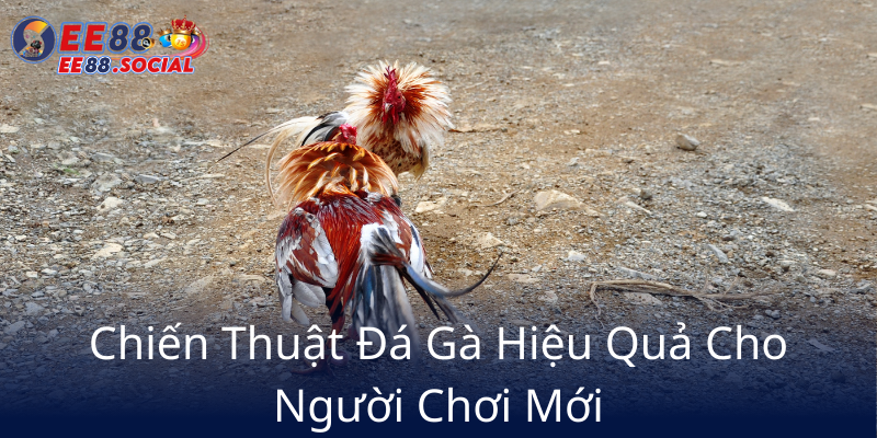 Đá Gà EE88 - Trải Nghiệm Cá Cược Đỉnh Cao Với Nhà Cái Uy Tín 3 Chien Thuat Da Ga Hieu Qua Cho Nguoi Choi Moi9